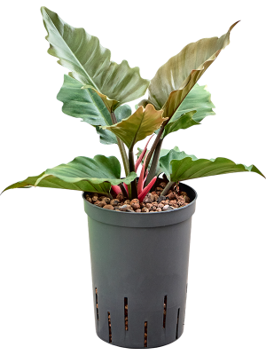 Philodendron 'Narrow Caramel'