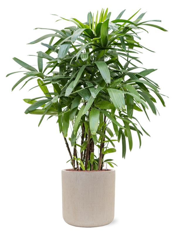Rhapis excelsa