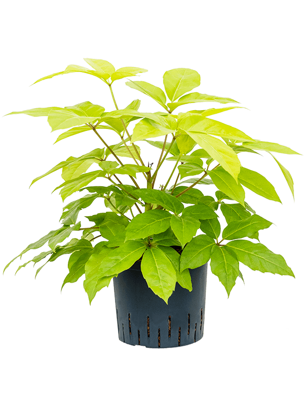 Schefflera actinophylla 'Golden Amate'