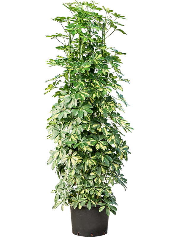 Schefflera arboricola 'Gold Capella'