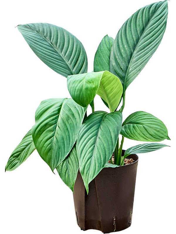 Spathiphyllum 'Sensation'