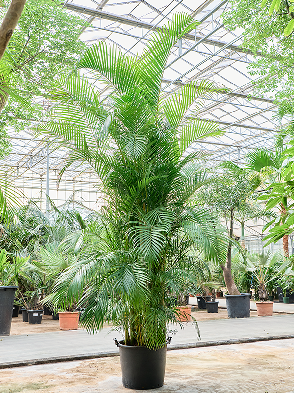 Dypsis (Areca) lutescens