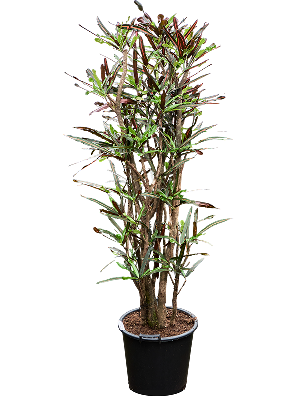 Croton (Codiaeum) variegatum 'Mammi'