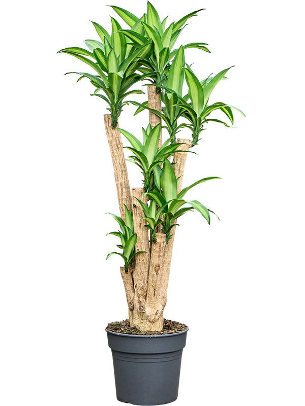 Dracaena fragrans 'Massangeana'