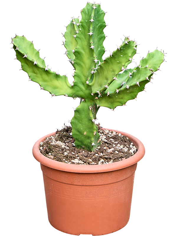 Euphorbia tortilis (50-60cm)