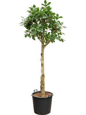 Ficus benghalensis 'Audrey'
