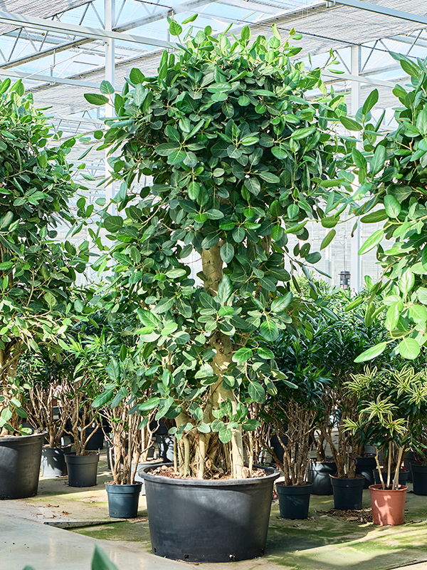 Ficus benghalensis (275-320)