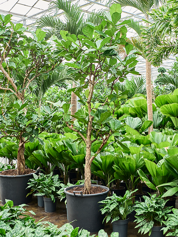 Ficus lyrata
