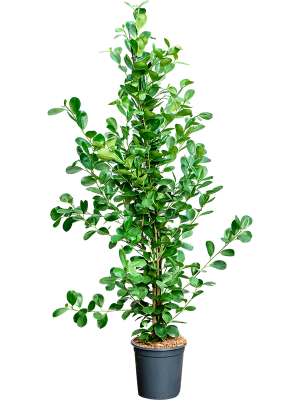 Ficus microcarpa 'Moclame'