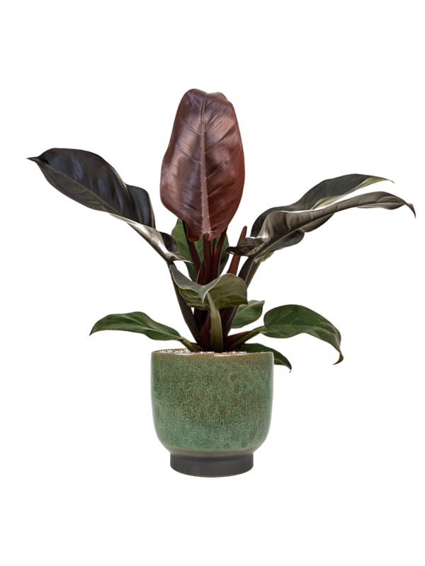 Philodendron 'Imperial Red'