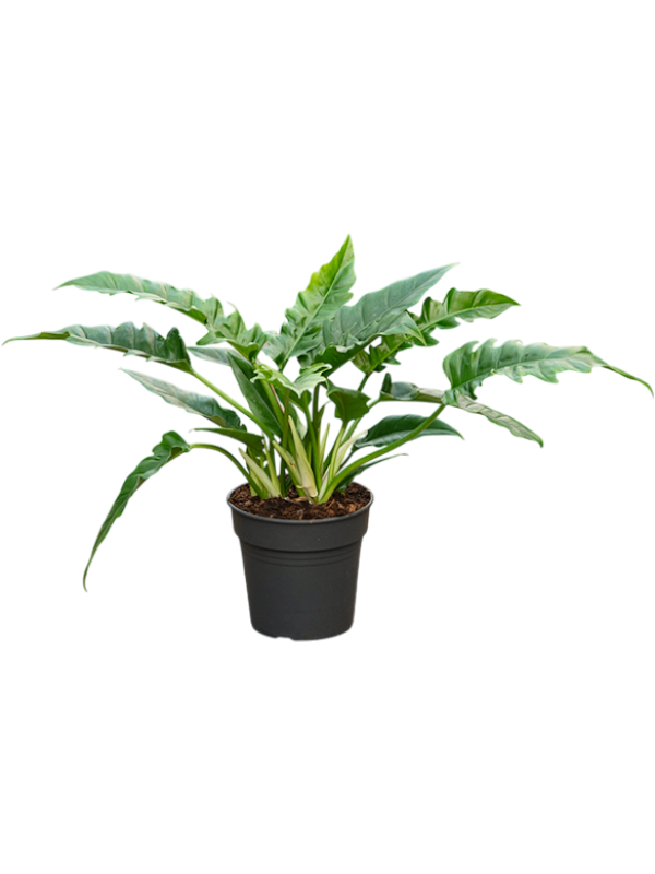 Philodendron 'Narrow'