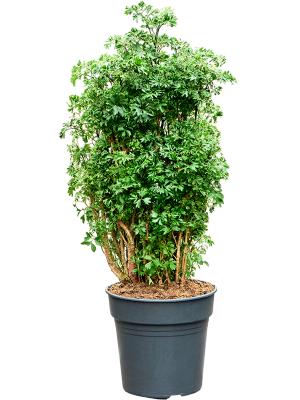 Aralia (Polyscias) 'Roble'