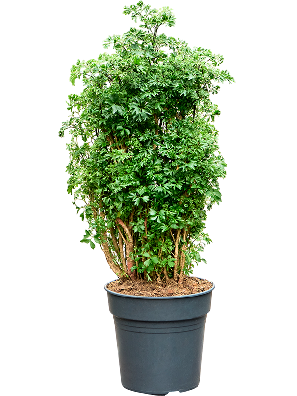 Aralia (Polyscias) 'Roble'