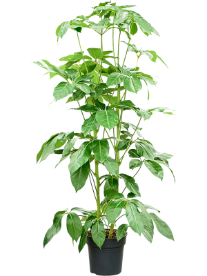 Schefflera actinophylla 'Amate'