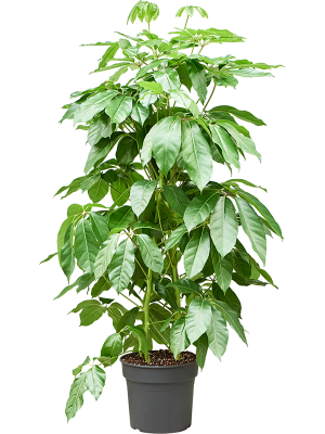 Schefflera actinophylla 'Amate'