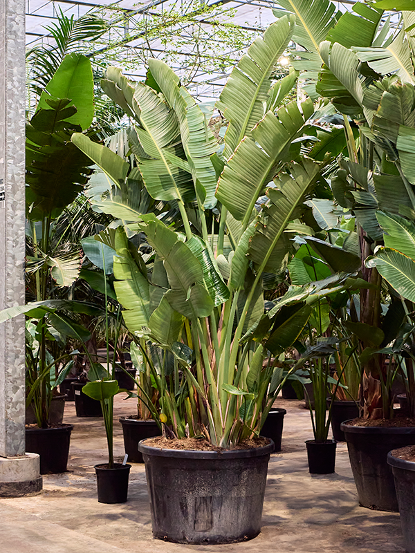 Strelitzia nicolai (320-350cm)