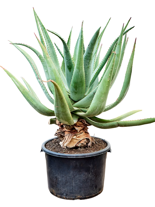 Aloe marlothii