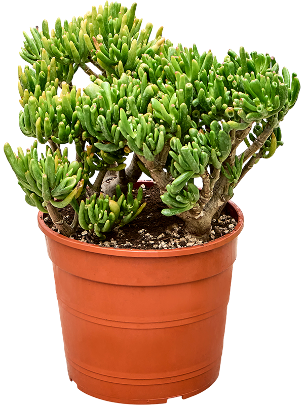 Crassula Hobbit