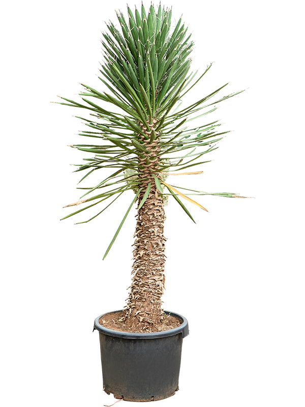 Yucca filifera