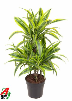 Dracaena fragrans 'Lemon Lime'