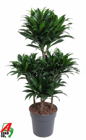 Dracaena fragrans 'Compacta'