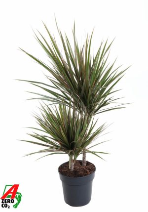 Dracaena marginata Bicolor