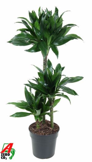Dracaena fragrans 'Green Jewel'