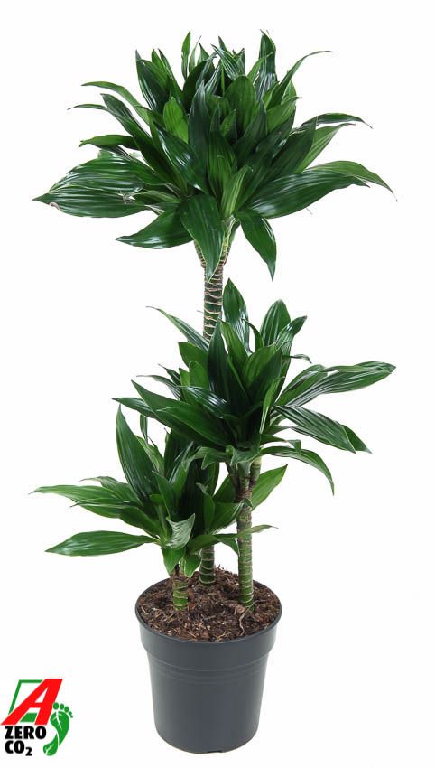 Dracaena fragrans 'Green Jewel'
