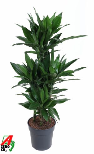 Dracaena fragrans 'Janet Lind'