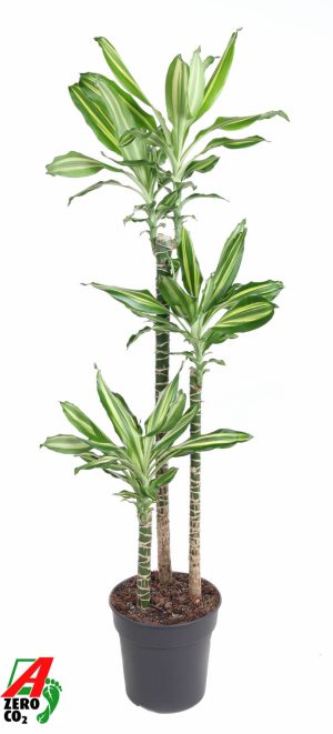 Dracaena Silver Dream