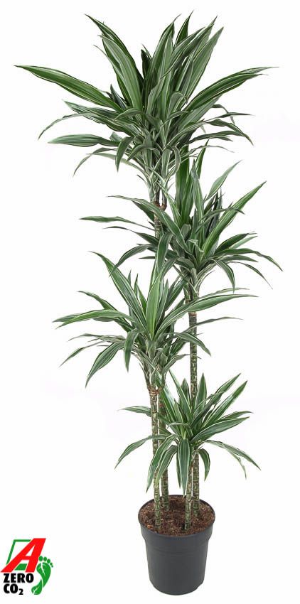 Dracaena deremensis 'Warneckei'