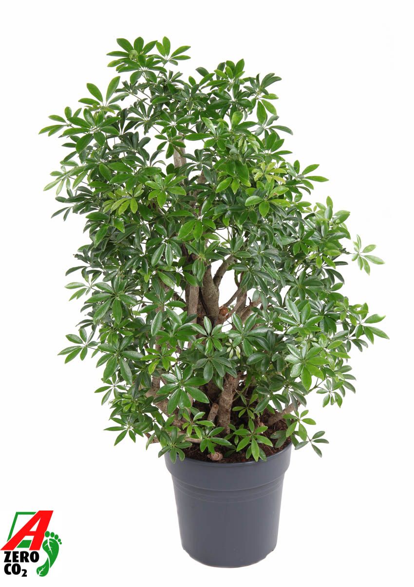 Schefflera arboricola 'Luseana'