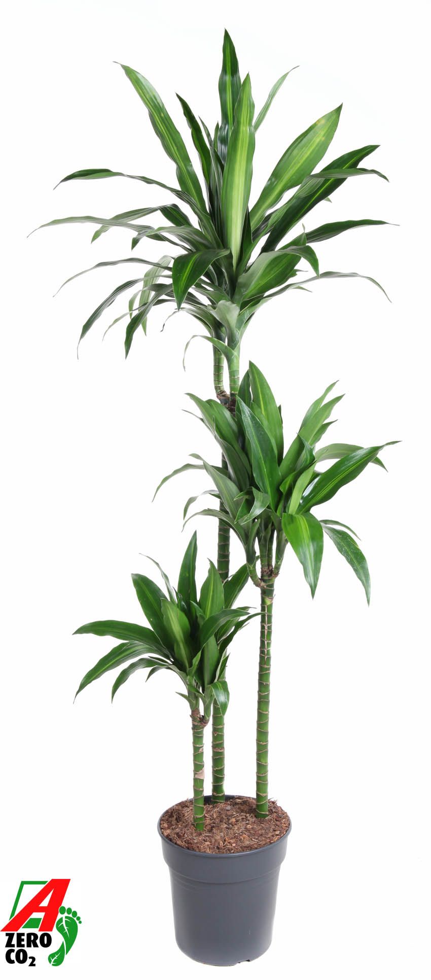 Dracaena Paloma