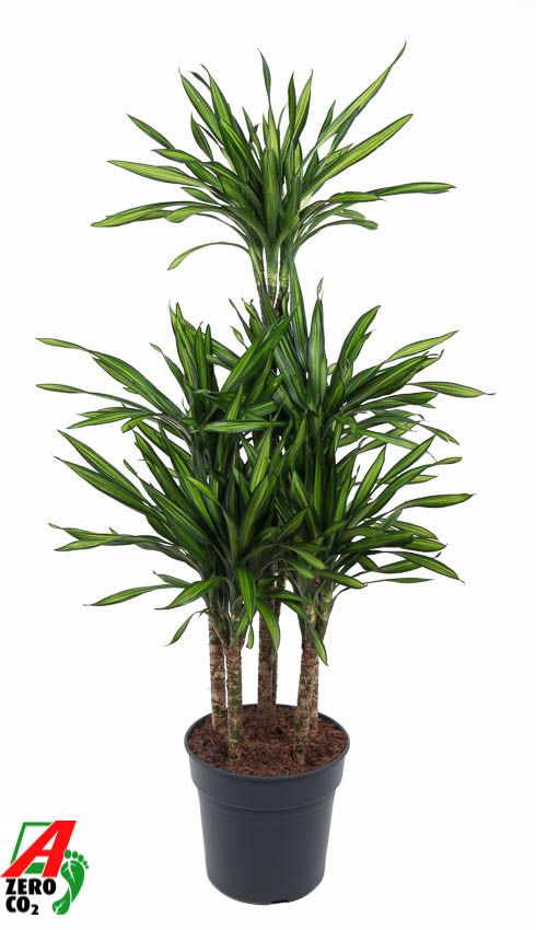 Dracaena fragrans 'Riki'