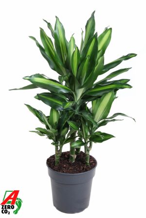 Dracaena fragrans 'Cintho'