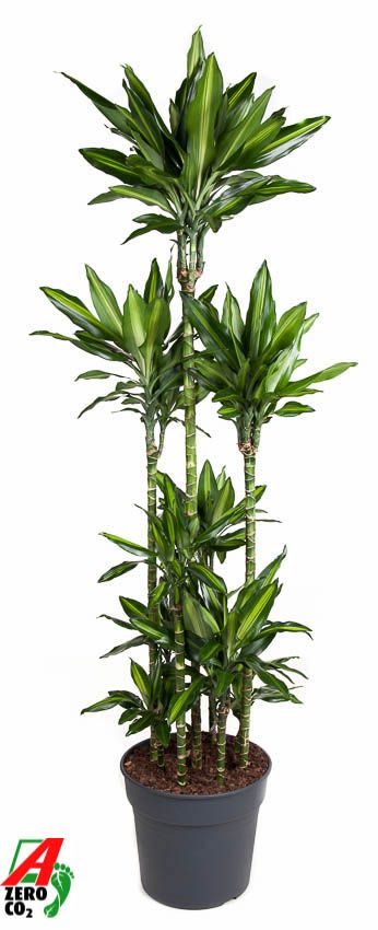 Dracaena fragrans 'Cintho'