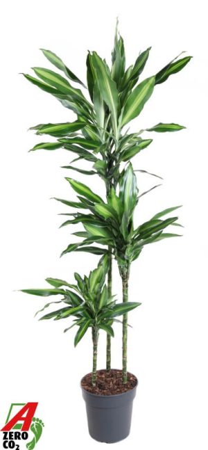 Dracaena fragrans 'Silindo'
