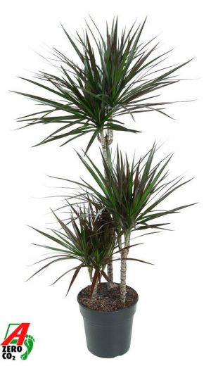 Dracaena marginata 'Magenta'