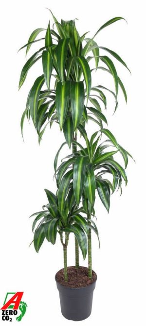 Dracaena fragrans 'Hawaiian Sunshine'