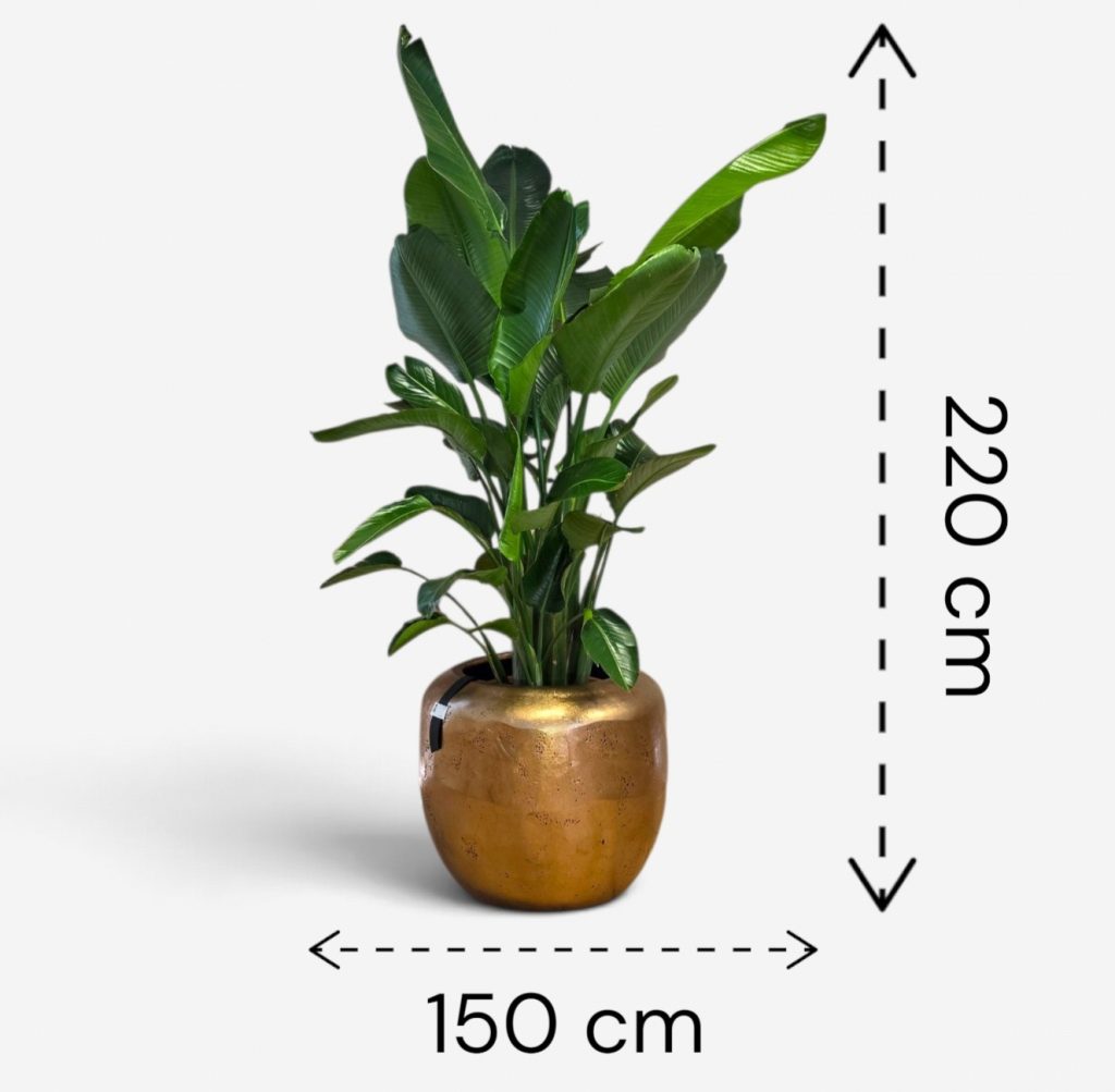 Strelitzia Nicolai v loncu BAQ Raw