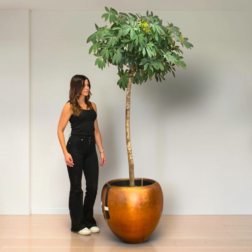 Schefflera v loncu BAQ Metallic
