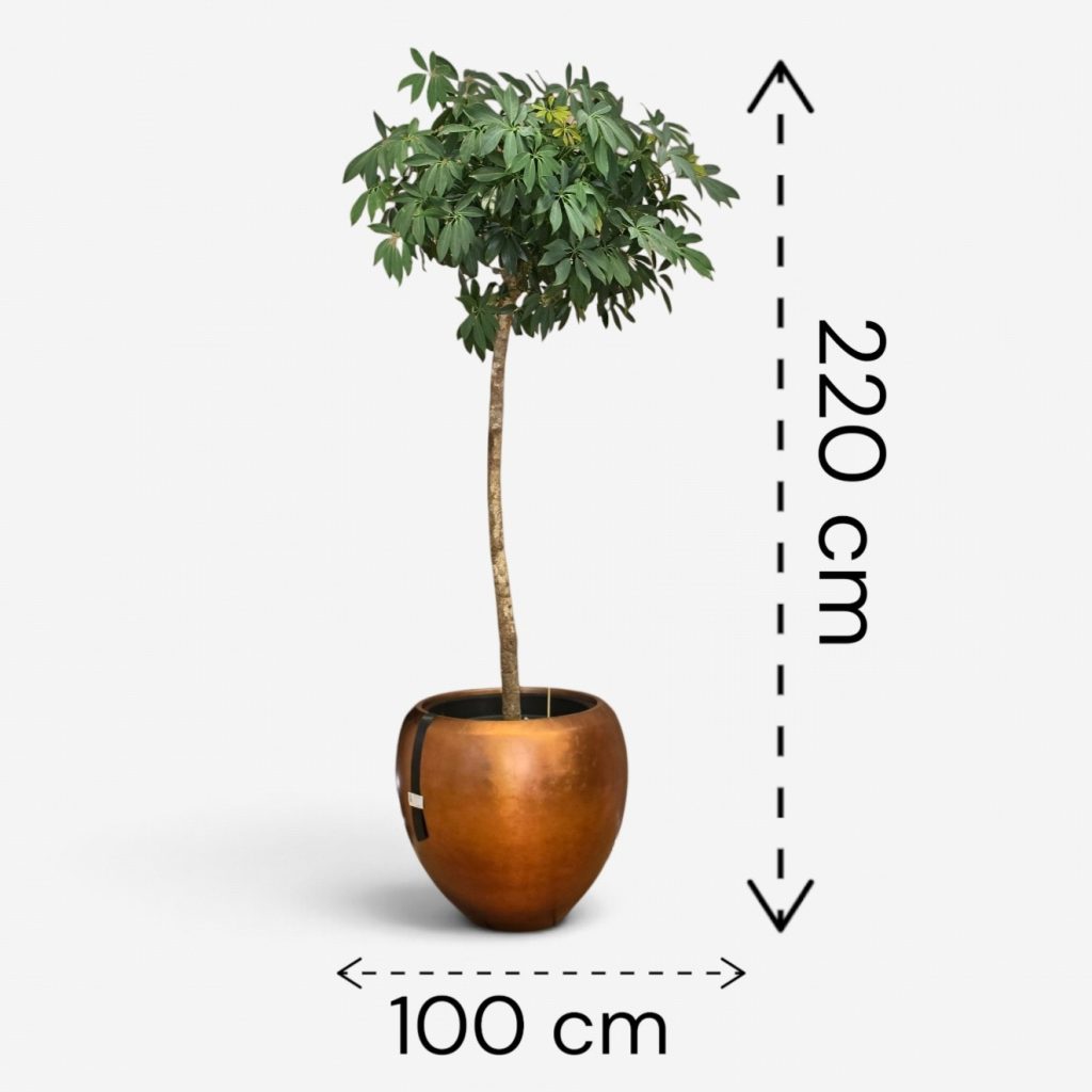 Schefflera v loncu BAQ Metallic