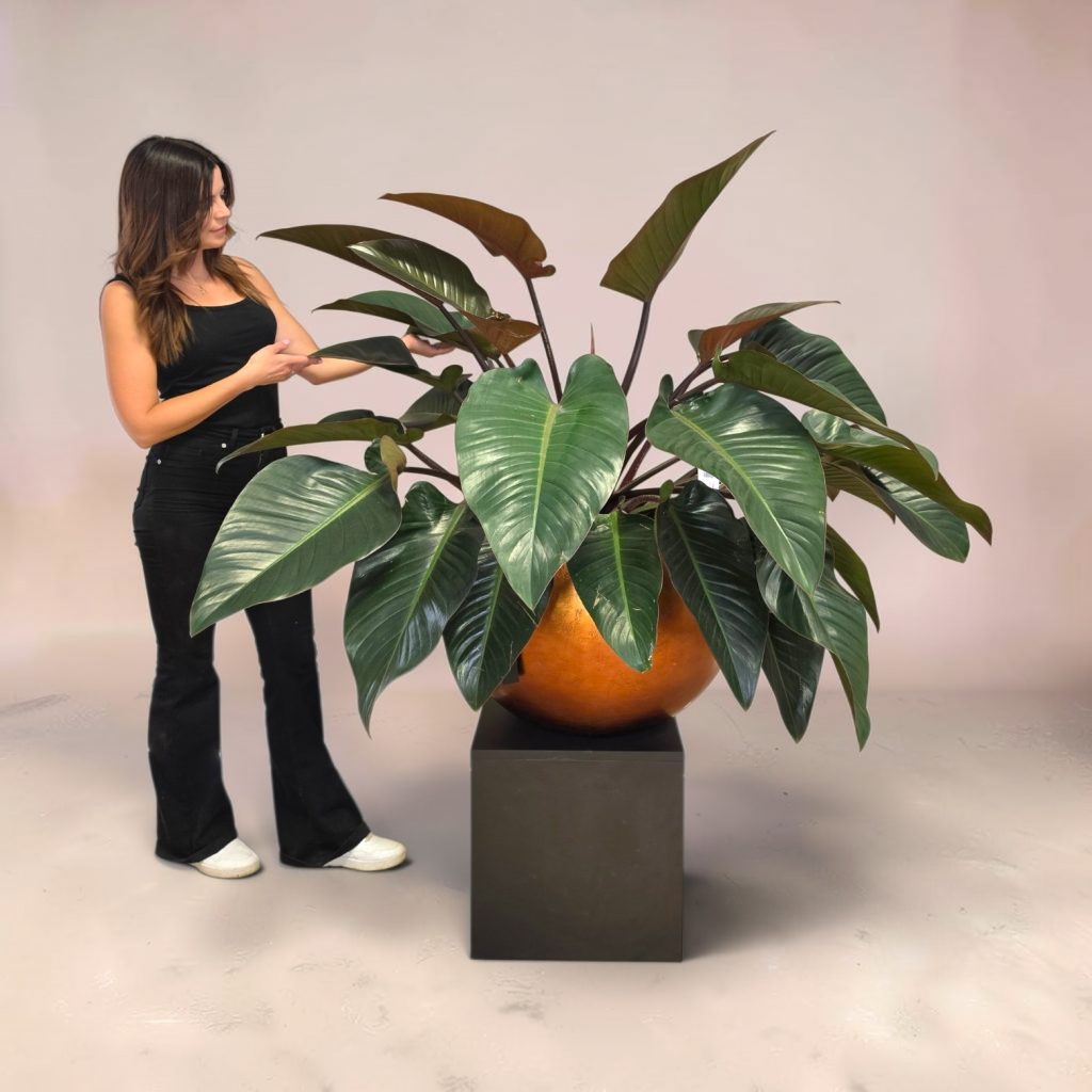Philodendron v loncu BAQ Silver