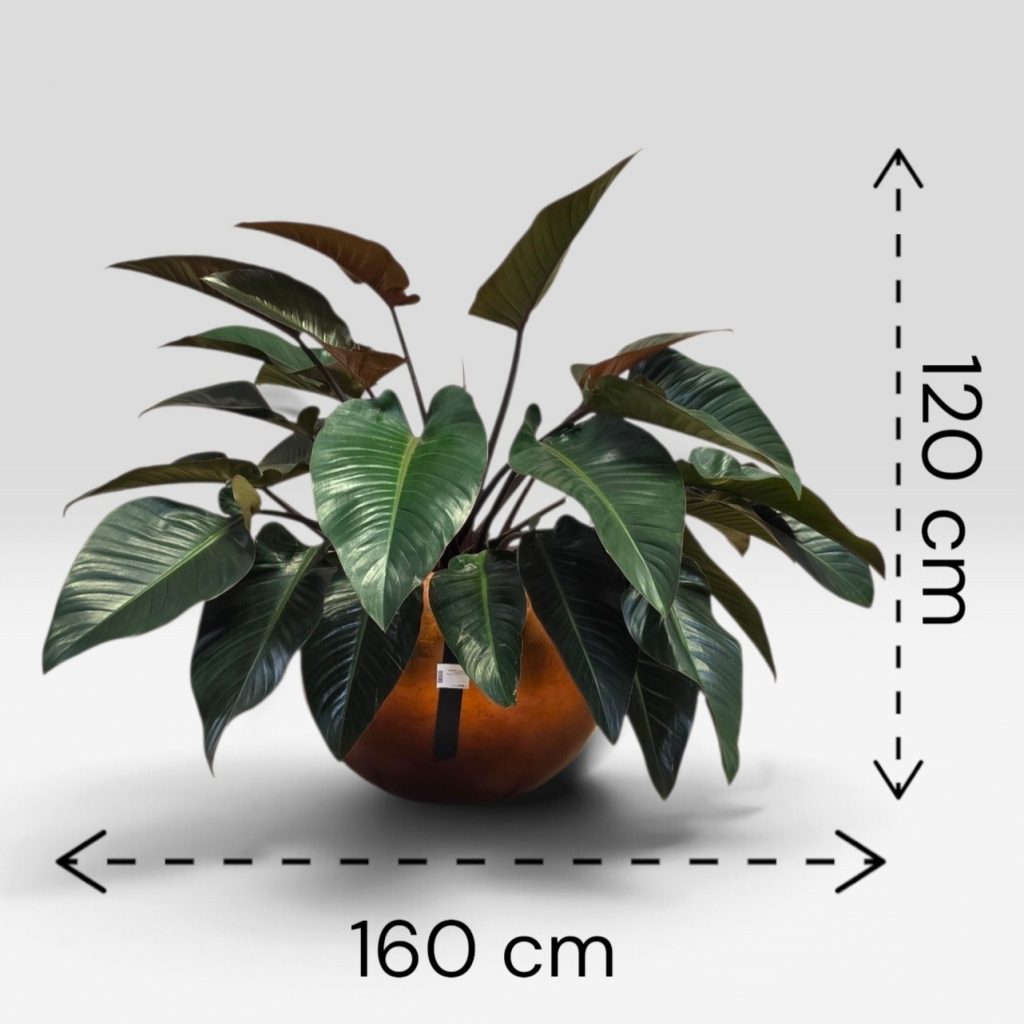 Philodendron v loncu BAQ Silver