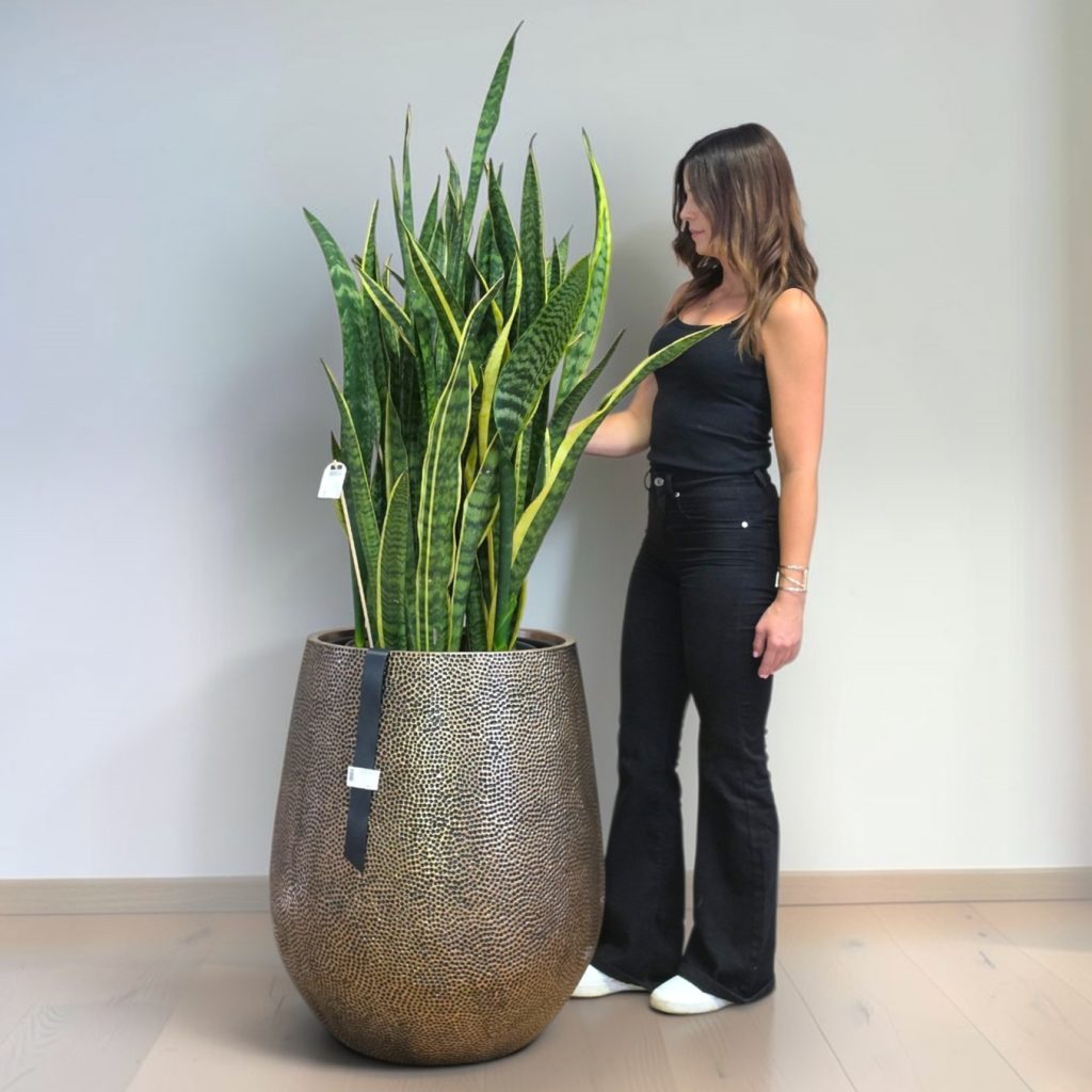 Sansevieria v loncu BAQ Opus Hit