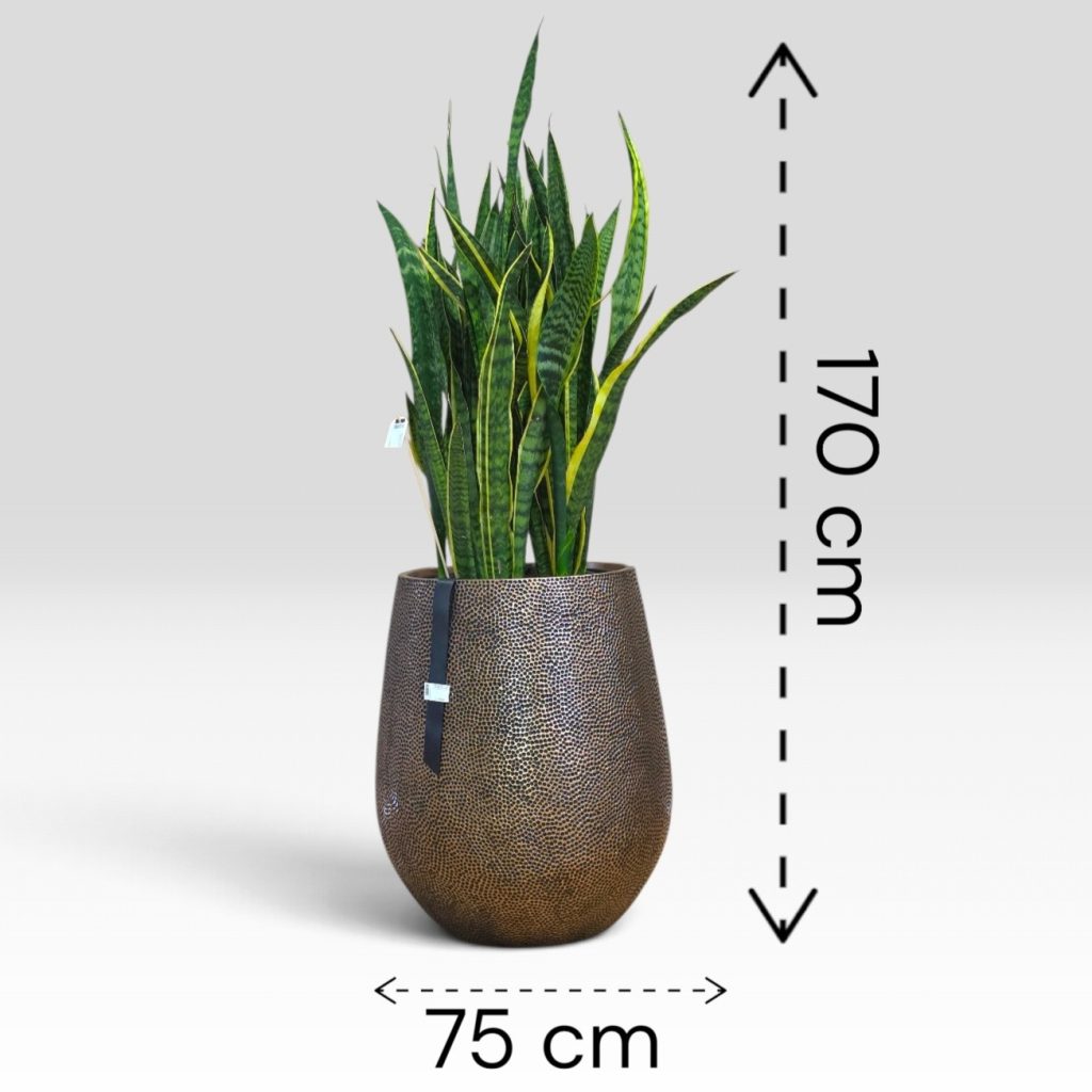 Sansevieria v loncu BAQ Opus Hit