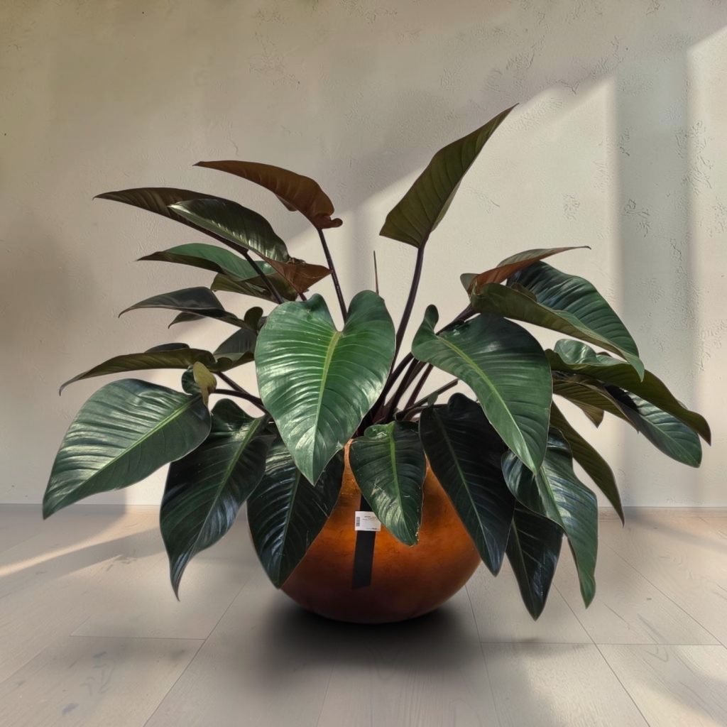 Philodendron v loncu BAQ Silver