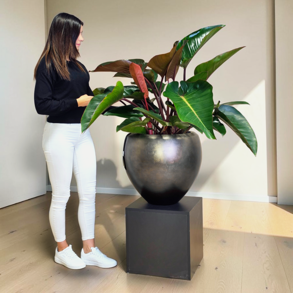 Philodendron v loncu BAQ Metallic