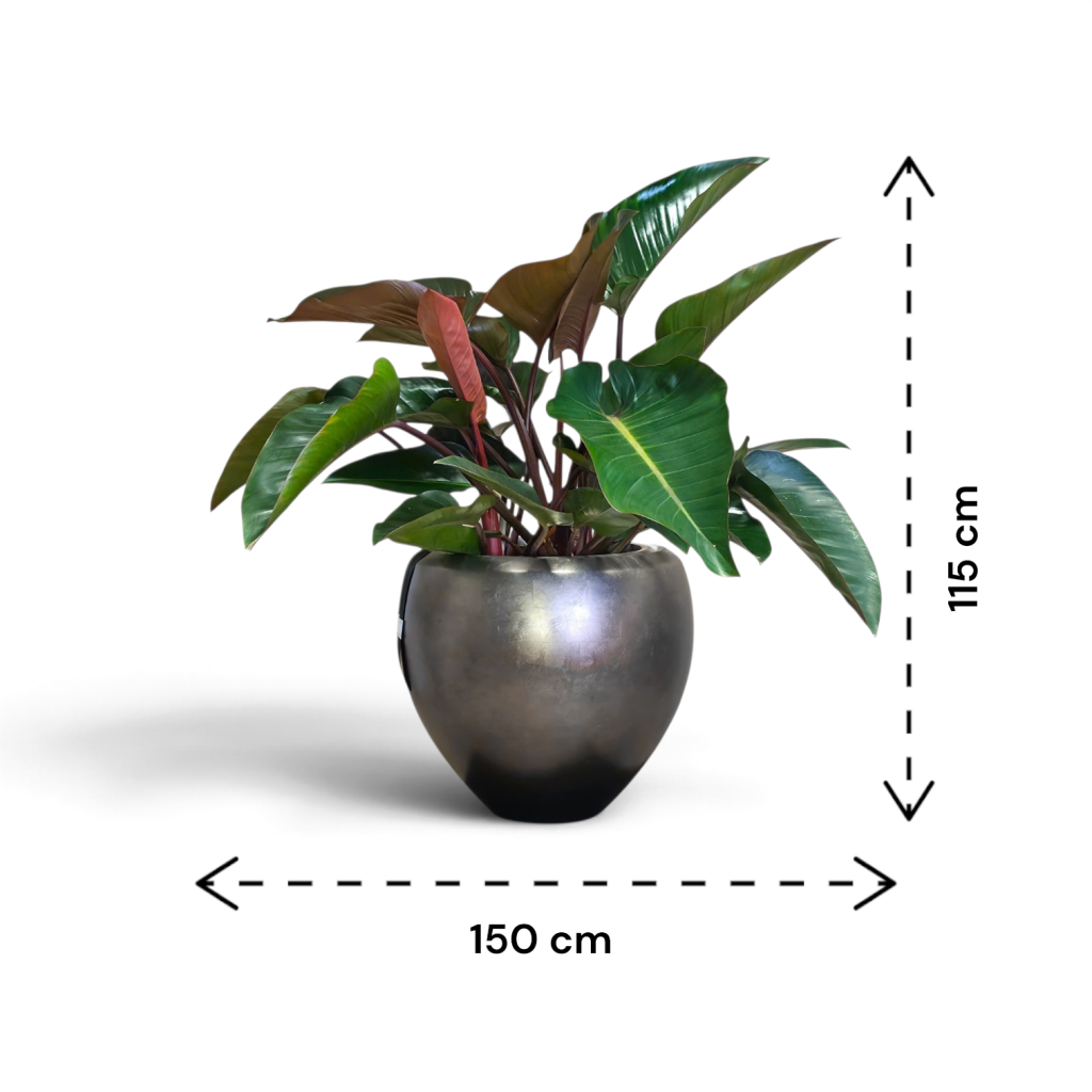 Philodendron v loncu BAQ Metallic