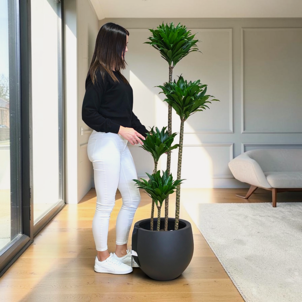 Dracaena fragrans Compacta v loncu Natural Couple
